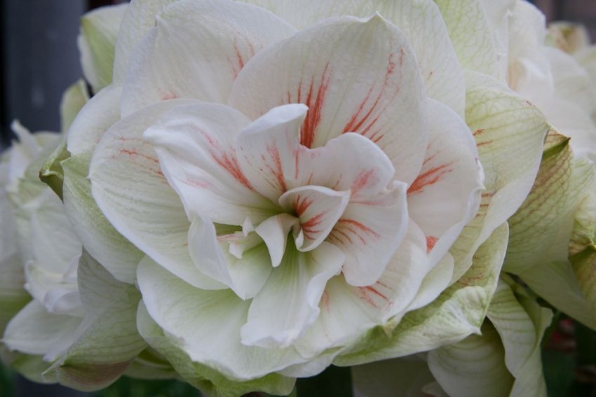 Ritterstern (Amaryllis) 'Nymph' - 1 Stück