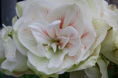 Ritterstern (Amaryllis) 'Nymph' - 1 Stück