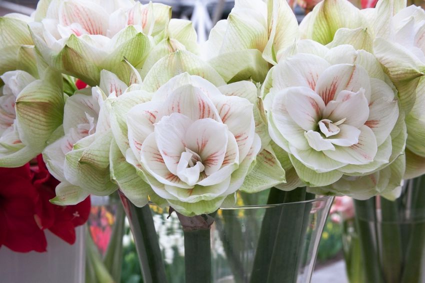 Ritterstern (Amaryllis) 'Nymph' - 1 Stück