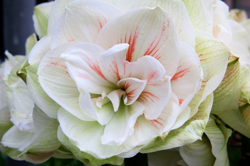 Ritterstern (Amaryllis) 'Nymph' - 1 Stück