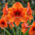Rittersterne 'Orange Jumbo' - 5 Stück - LumiBlumi