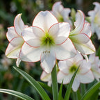Ritterstern (Amaryllis) 'Picotee' - 1 Stück - LumiBlumi