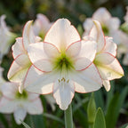 Ritterstern (Amaryllis) 'Picotee' - 1 Stück - LumiBlumi