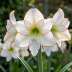 Ritterstern (Amaryllis) 'Picotee' - 1 Stück - LumiBlumi
