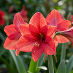 Ritterstern (Amaryllis) 'Pink Rival' - 1 Stück - LumiBlumi