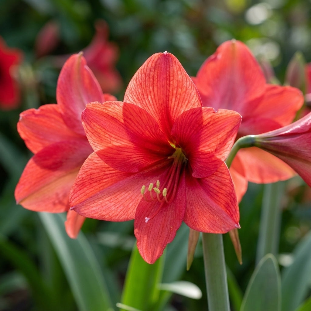 Ritterstern (Amaryllis) 'Pink Rival' - 1 Stück - LumiBlumi