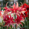 Ritterstern (Amaryllis) 'Quito' - 1 Stück