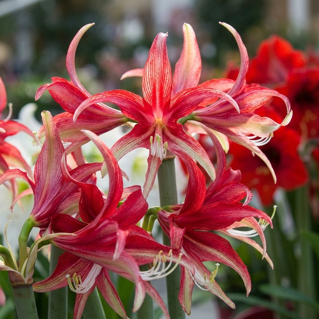 Ritterstern (Amaryllis) 'Quito' - 1 Stück