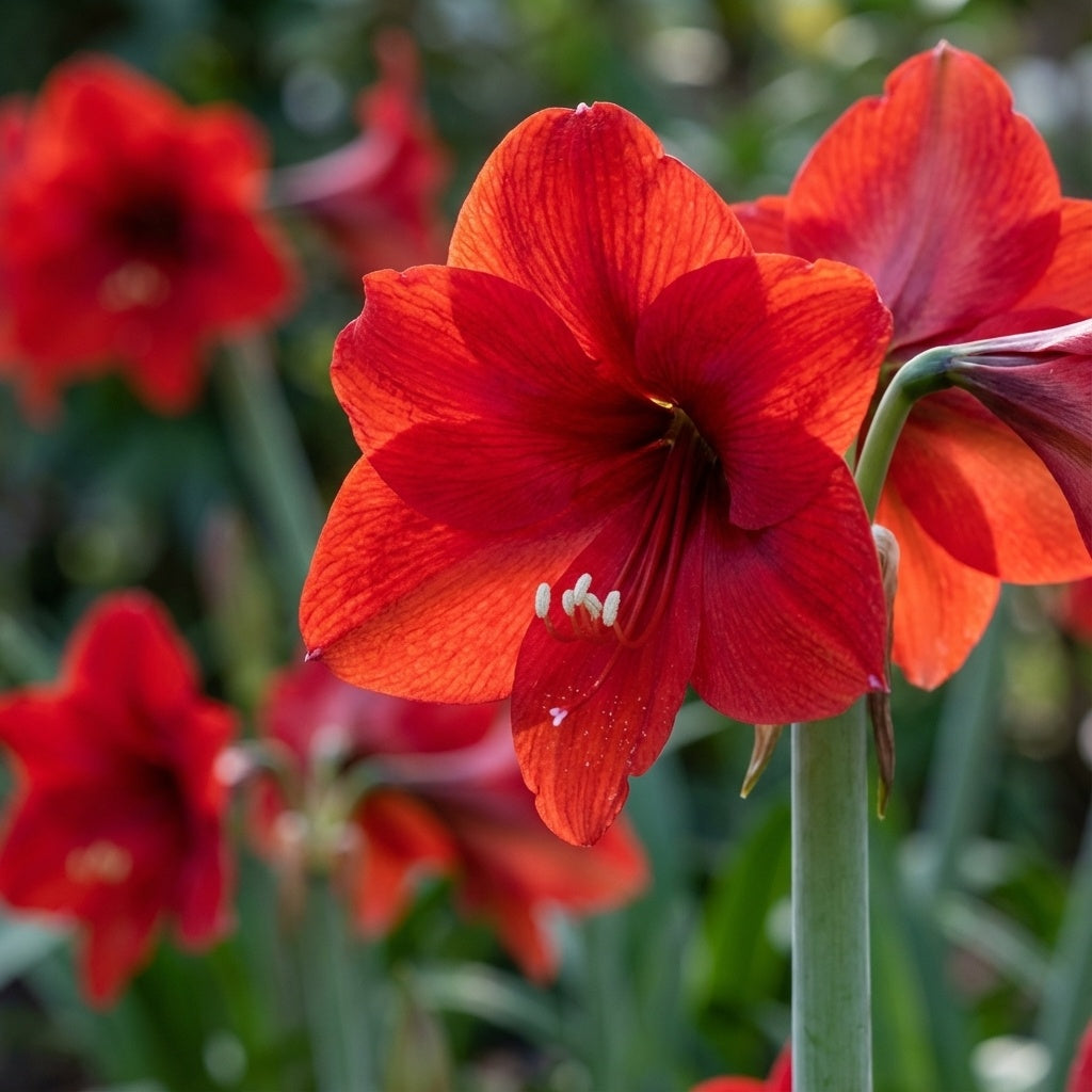 Ritterstern (Amaryllis) 'Red Lion' - 1 Stück - LumiBlumi