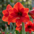 Ritterstern (Amaryllis) 'Red Lion' - 1 Stück - LumiBlumi
