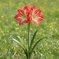 Hippeastrum 'Striped Jumbo' - Rittersterne