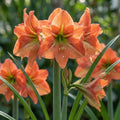Hippeastrum 'Terra Cotta Star' - Rittersterne