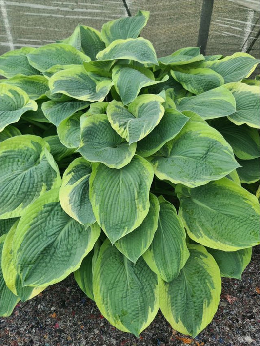 Funkien Hosta american halo