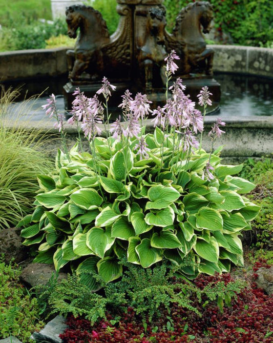 Funkien Hosta aureomarginata fortunei