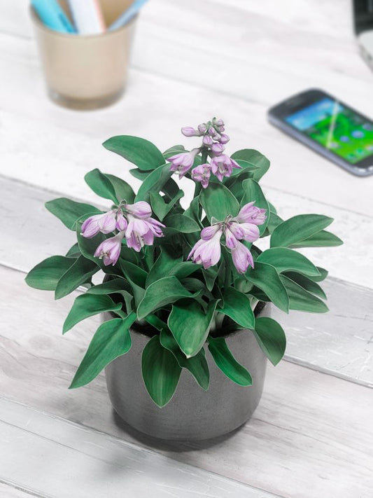 Funkien Hosta blue mouse ears