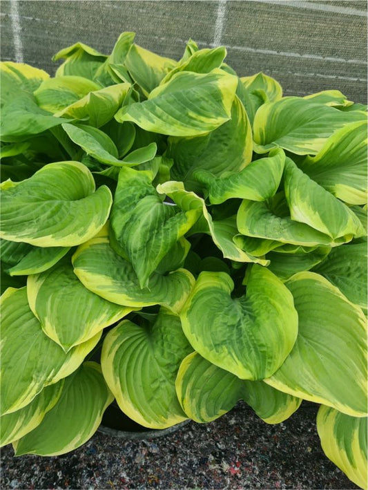 Funkien Hosta fragrant bouquet