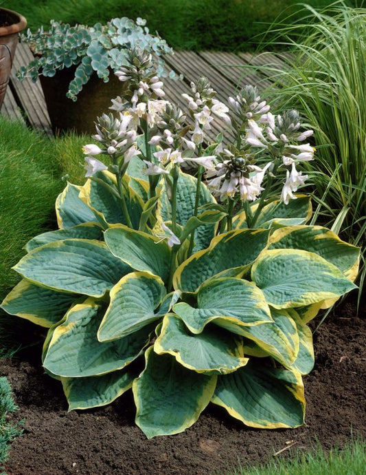 Funkien Hosta frances williams sieboldiana