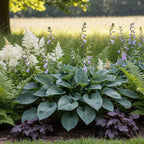 Funkie 'Halcyon Tardiana' - 4 Stück - LumiBlumi