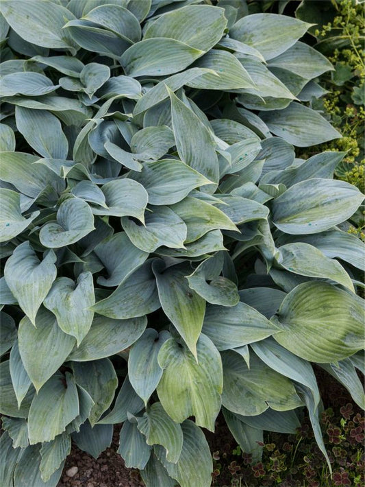 Funkien Hosta halcyon tardiana