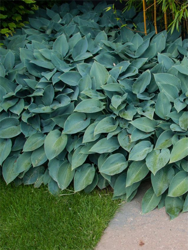 Hosta 'Halcyon Tardiana' - Funkie, Herzblattlilie