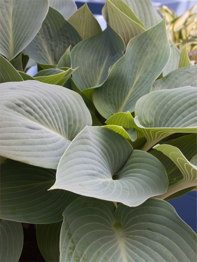Hosta 'Halcyon Tardiana' - Funkie, Herzblattlilie