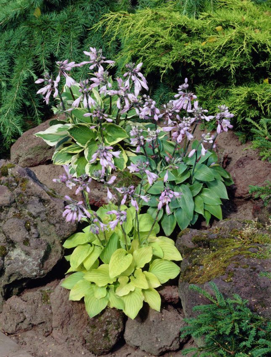 Funkien Hosta mischung