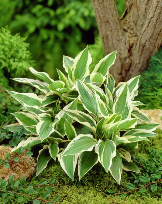 Funkien Hosta patriot fortunei
