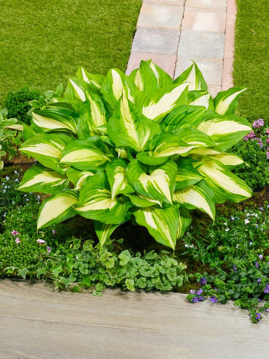 Funkien Hosta raspberry sundae