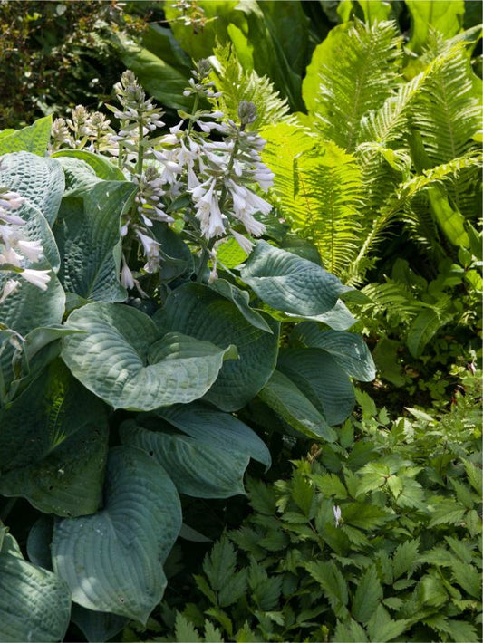 Funkien Hosta sieboldiana elegans