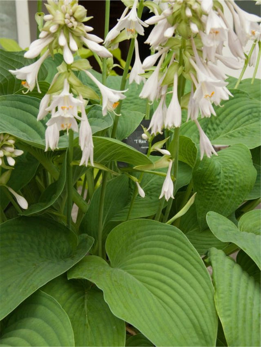 Funkien Hosta t-rex