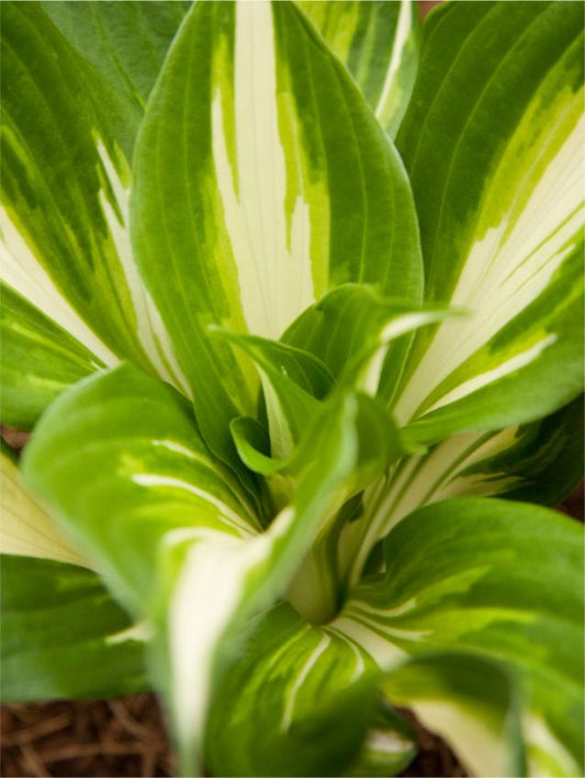 Funkien Hosta mediovariegata undulata