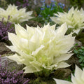 Funkie 'White Feather' - 3 Stück - LumiBlumi