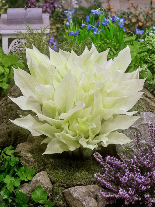 Funkien Hosta white feather