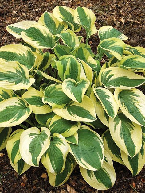 Funkien Hosta wide brim