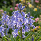 Hasenglöckche 'Hispanica Blau' - 100 Stück - LumiBlumi