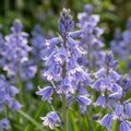 Hasenglöckche 'Hispanica Blau' - 100 Stück - LumiBlumi