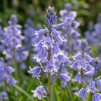 Hasenglöckche 'Hispanica Blau' - 100 Stück - LumiBlumi