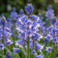 Hasenglöckche 'Excelsior Hispanica' - 25 Stück - LumiBlumi