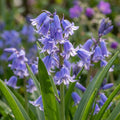 Hasenglöckche 'Non-Scripta' - 25 Stück - LumiBlumi
