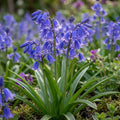 Hasenglöckche 'Non-Scripta - Dutch Grown' - 100 Stück - LumiBlumi