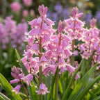Hasenglöckche 'Hispanica rosa' - 25 Stück