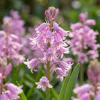 Hasenglöckche 'Hispanica rosa' - 25 Stück
