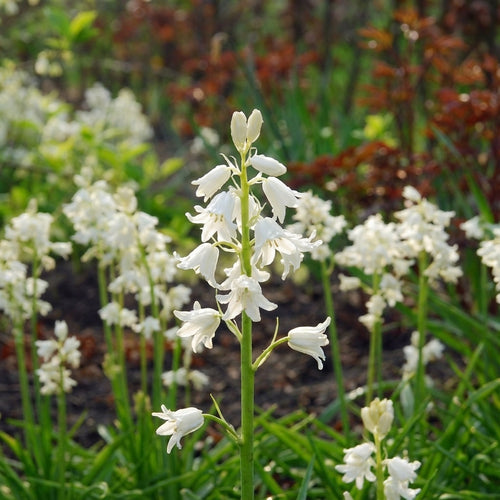 Hasenglöckche 'Hispanica weiss' - 25 Stück - LumiBlumi