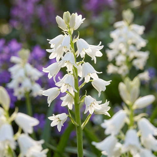 Hasenglöckche 'Hispanica weiss' - 25 Stück - LumiBlumi