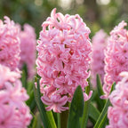 Hyazinthe 'Anna Marie' - 25 Stück - LumiBlumi