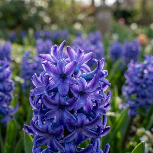Hyazinthe 'Blue Jacket' - 25 Stück