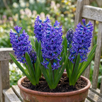 Hyazinthe 'Blue Pearl' - 25 Stück - LumiBlumi