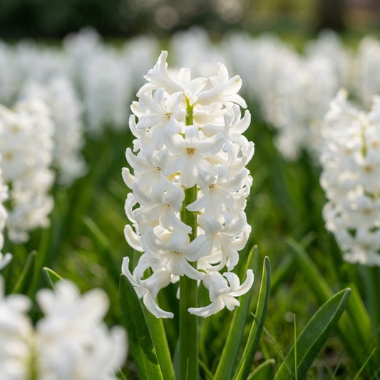 Hyazinthe 'Carnegie' - 10 Stück