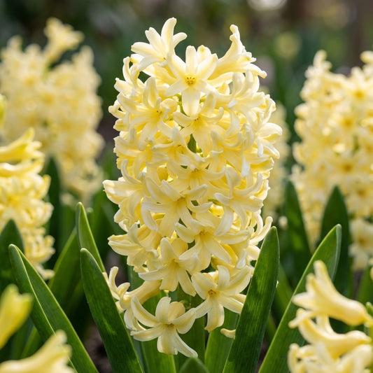 Hyazinthe 'City Of Haarlem' - 8 Stück