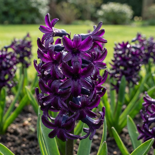 Hyazinthe 'Dark Dimension' - 3 Stück